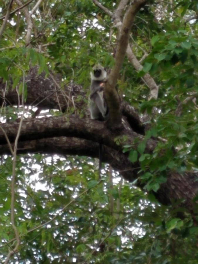 Sigiri Holiday Villa Sigiriya Luaran gambar